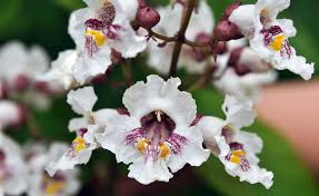 Image result for Catalpa