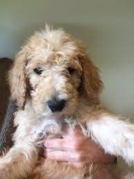 If you are unable to find your puppy in our puppy for sale or dog for sale sections, please consider looking thru thousands of dogs for adoption. Red And White Parti Poodle For Sale Pasteurinstituteindia Com