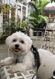 Maltês odeia ser abraçado?! : r/Maltese