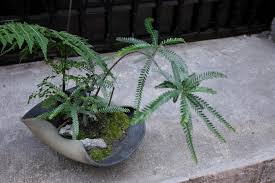 Image result for Ctenitis