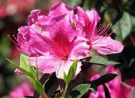 The Flowers Of Augusta National Augusta National Golf Club Flowers Augusta National
