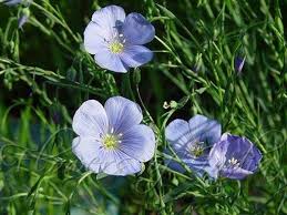 Image result for Linaceae