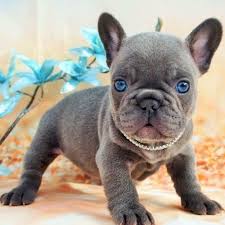 Cucciolo di bulldog francese esotico, blu merle occhi chiari molto raro, due mesi con doppia sverminazione, microchip, primo vaccino e libretto sanitario. Ravenna Vendevano Cuccioli Con Manto Di Colori Esotici A Vip Sequestrato Sito Internet Setteserequi