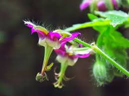 Image result for Geranium ocellatum