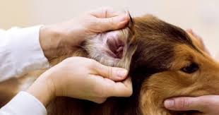 How often should you clean dogs ears. A Complete Guide To Cleaning Your Dog S Ears Pet On Bed
