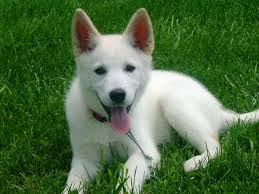 This is the price you can expect to pay for the german shepherd breed without breeding rights. German Shepherd Puppies Just Happen To Be Some Of The Cutest Of The Cute White German Shepherd Shepherd Mix Puppies German Shepherd Mix Puppies
