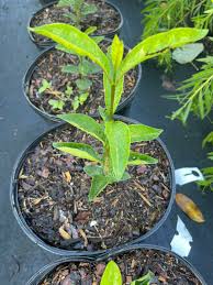 Image result for Rothmannia globosa