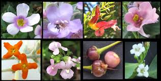 Image result for Scrophulariaceae