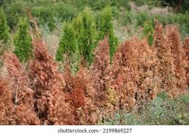 Image result for thuja drying out dead dried symptoms)
