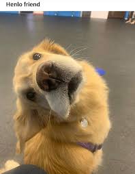funny animals memes pictures of the day 40 pics memesplus funny animals funny animal memes cute baby animals