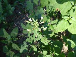 Image result for Cleome gynandra