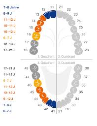 Es folgen die oberen, gefolgt von den seitlichen schneidezähnen. Zahndurchbruch Zahnen Baby Bleibende Zahne