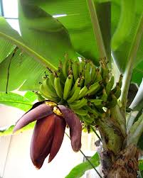 The fruit develops in clusters that are called hands. Banana Tree With Flower And Fruit Pics4learning