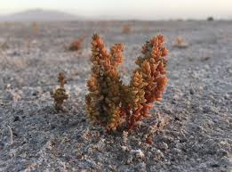 Image result for Nothosaerva