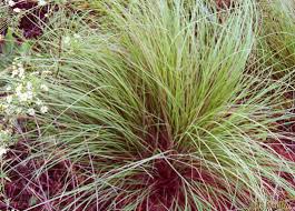 Image result for Eragrostis curvula