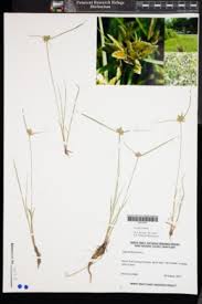 Image result for Pycreus flavescens