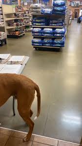 Please click ok below and a new tab will open where you can sponsor a pet's care. Ak Cat And Dog Rescue Home Facebook