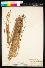 Image result for Eleocharis mutata