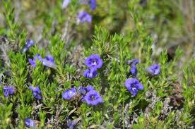 Image result for Aptosimum albomarginatum