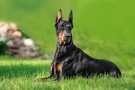 How to clean the ears. Veterinary Faq Ear Cropping And Otitis In Dogs