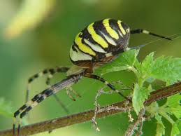 Dennoch kommt die wespenspinne auch bei uns in deutschland vor. Der Garten Von Rosa Und Gerhard Obermayr Wespenspinne