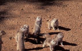 The explorers lewis and clark sent a prairie dog to president thomas jefferson during their expedition; Post Tucson Pest Control