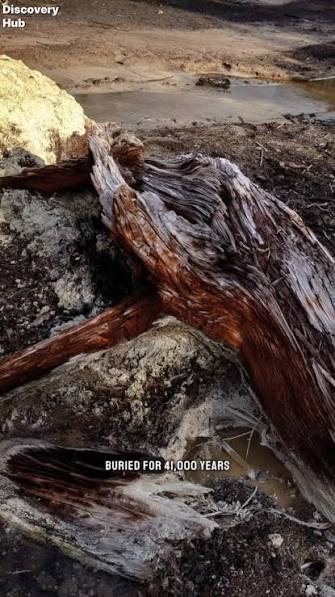 A 40,000-year-old tree in New Zealand just told us the story of a day Earth  almost died. 🌍🛡️ Deep in a swamp, scientists discovered a perfectly  preserved ancient kauri tree from a