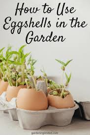 How To Use Eggshells In The Garden Gardening Limited Egg Shells Egg Shells In Garden Gardening Tips