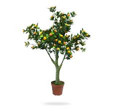 I try to make pretty music, bad jokes and push buttons. Artificial Fruit Tree Citrus Mitis Artificial Plants Flowers Dubai Garden Centre