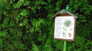 Neue Schilder Fur Den Haslacher Waldlehrpfad Baden Online Nachrichten Der Ortenau Offenburger Tageblatt