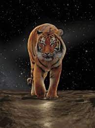 Animated Wallpaper Screensaver 240x320 For Cellphone Tiger Pictures Wild Animals Photos Wild Cats