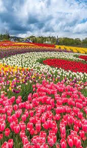 One Million Tulips Flower Landscape Beautiful Gardens Beautiful Flowers Garden