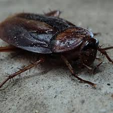 Advanced services provide pest control in augusta, ga like mosquito control, termite, bed bug exterminator, wildlife removal, tap attic insulation etc. Pest Control In Athens Proactive Pest Control