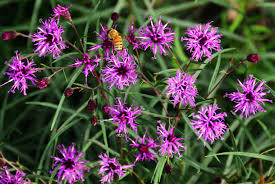 Image result for Vernonia sutherlandii