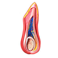 These chords pull up when you are cold, moving, or sexually aroused. 10 Things To Know About Testicular Pain Flow Rehab