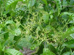 Image result for Rauvolfia vomitoria