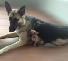 5482 lake howell rd (2,401.51 mi) winter park, fl, fl 32792. Marianne S Pet Sitting Service Care Com Sanford Fl