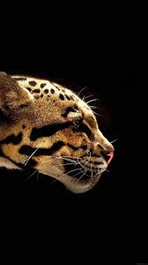 Wild Cat Animal Hayvanlar Ve Hayvan Duvar Kagidi
