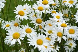 Image result for foto Kopretina