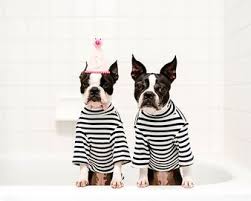 Please stop by tuesday through saturday with your dog and talk with any one of our 6 groomers who have a combined 60 years in the grooming industry, about scheduling an appointment. Mobile Pet Grooming Coconut Grove Mobile Pet Grooming Near Me