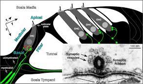 Welche aussage trifft auf bandhaar zu? Opposing Gradients Of Ribbon Size And Ampa Receptor Expression Underlie Sensitivity Differences Among Cochlear Nerve Hair Cell Synapses Journal Of Neuroscience
