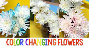 Insert the clear drinking straw into the hole at the bottom of the paper cup. Color Changing Flowers Science Experiment Pre K Pages