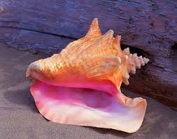 All white shell with brown striping.~ 25 Best Ideas About Conch Shells On Pinterest Sea Shells Conch Seashells Photography Sea Shells Ocean