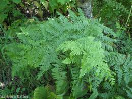 Image result for Pteridium aquilinum