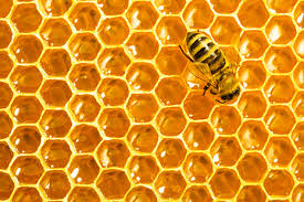 Like honey, beeswax, and royal jelly, propolis has many therapeutic applications. Propolis What Is Propolis Bee Pure Bee Pure
