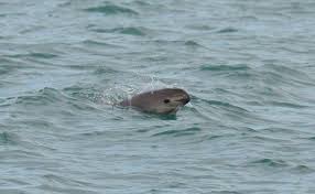 ¿está la vaquita marina fuera de peligro de extinción? Vaquita Marina Desaparecera En 2022 Auguran Organizaciones