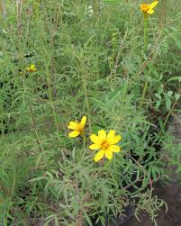 Image result for tagetes)