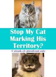 Smells that cats like are our smells if we are close to our cat and good cat caretakers. 14 Hair Raising Stop My Cat Marking His Territory