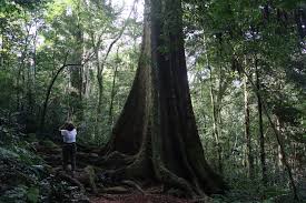 Image result for Khaya