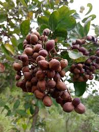 Image result for Maranthes